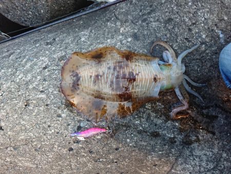 ニューロッド墨付け